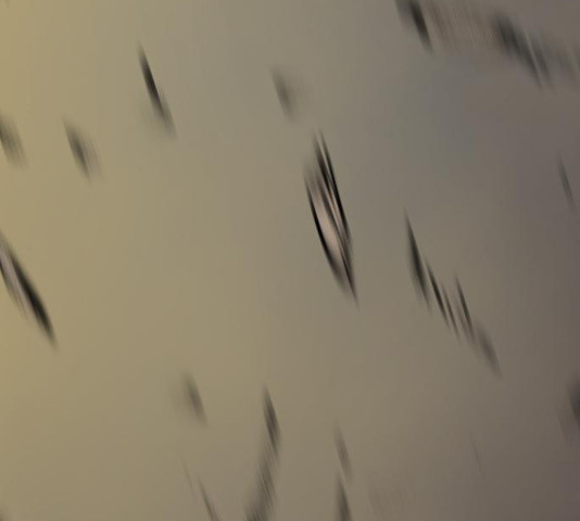 1632542450605tsjsfzw8xr.jpeg